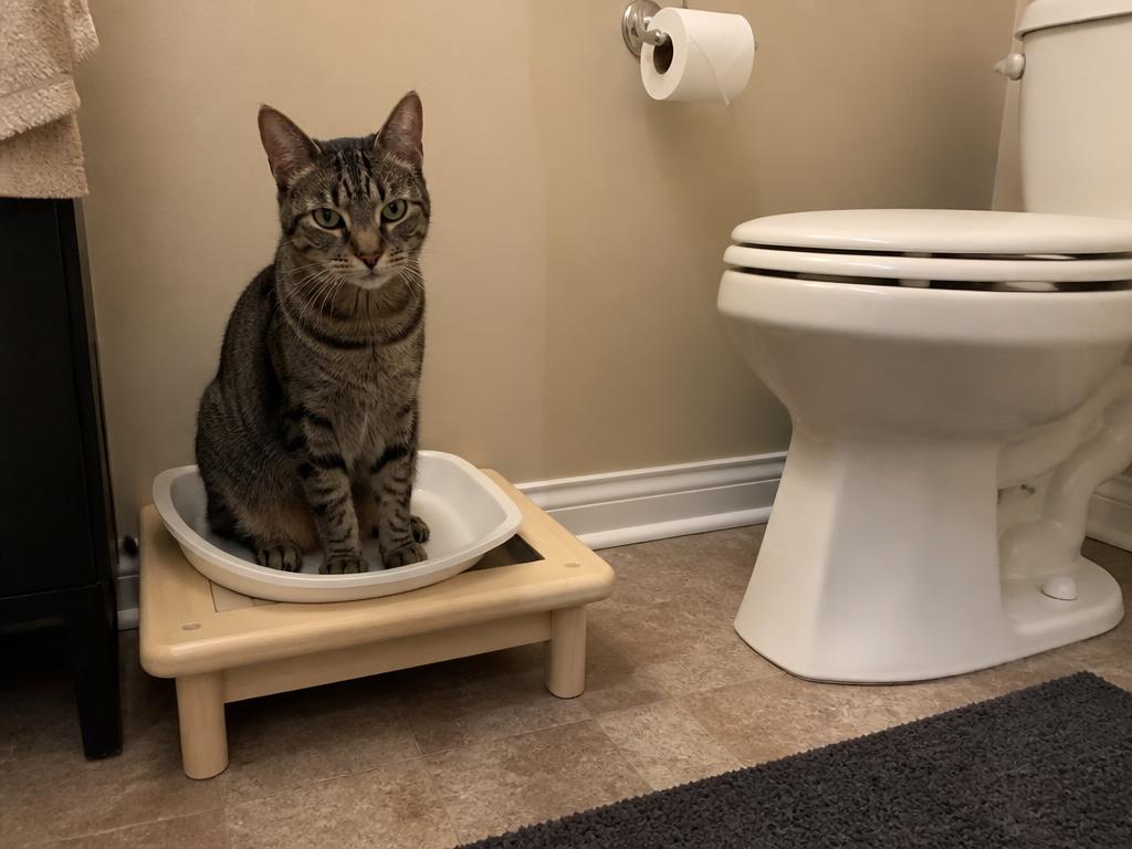 Cat sitting on a raised training tray beside a toilet